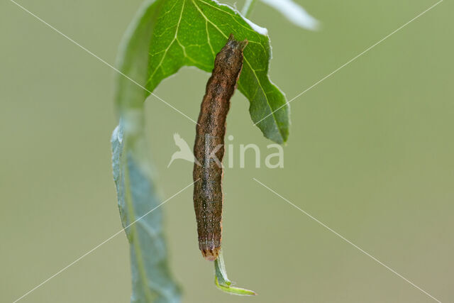 Zwarte c-uil (Xestia c-nigrum)