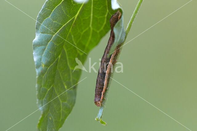 Setaceous Hebrew Character (Xestia c-nigrum)