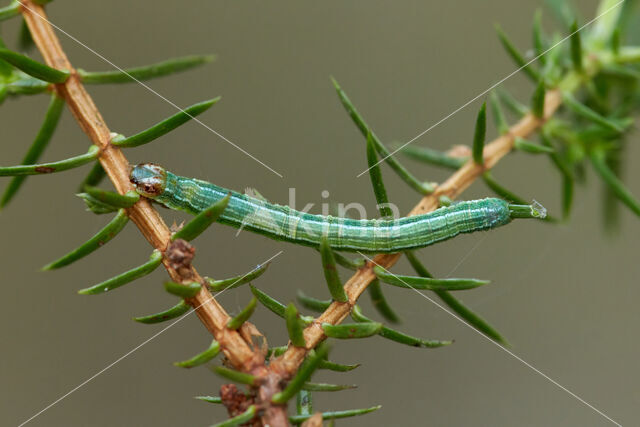 Gerimpelde spanner (Macaria liturata)