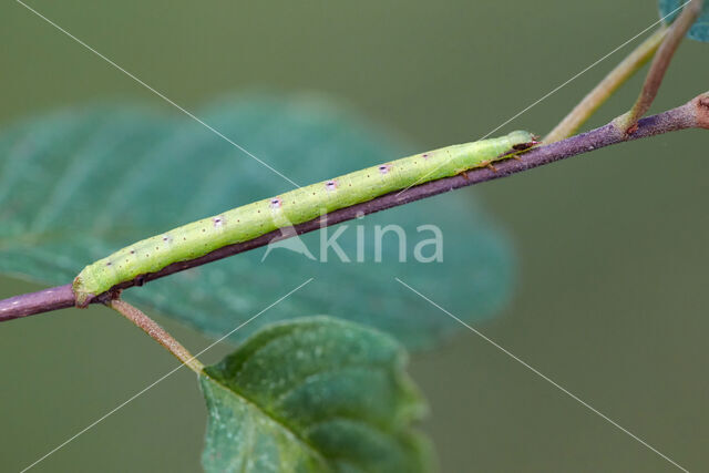 Common Wave (Cabera exanthemata)