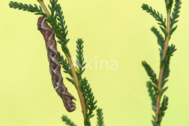 Kleine herculesspanner (Cepphis advenaria)