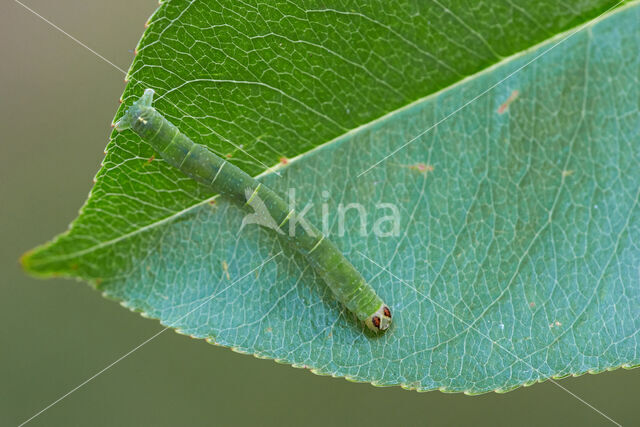 Witte schaduwspanner (Lomographa temerata)