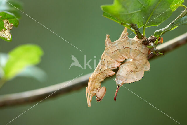 Lobster Moth (Stauropus fagi)