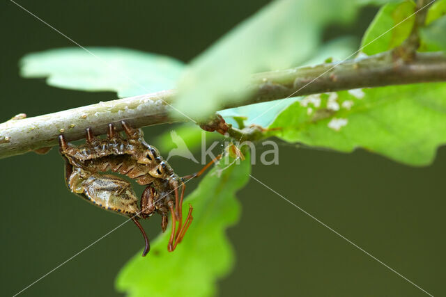 Lobster Moth (Stauropus fagi)