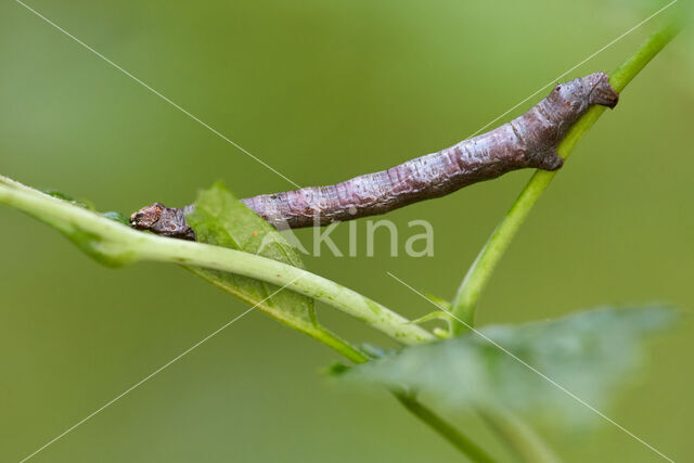 Gewone Spikkelspanner (Ectropis crepuscularia)