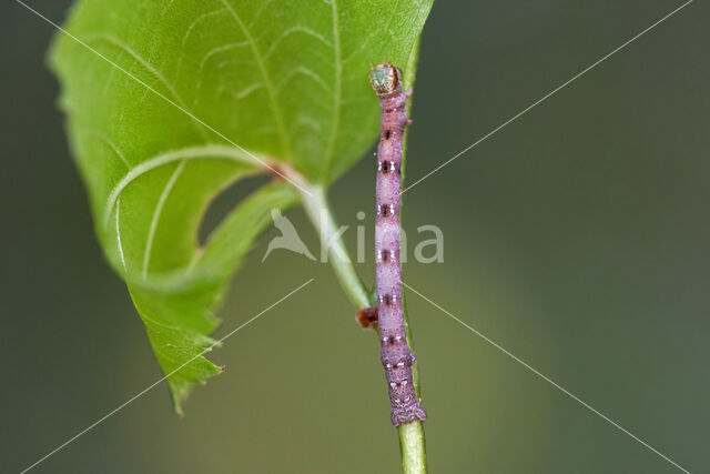 Witte grijsbandpanner (Cabera pusaria)