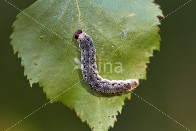 berken-orvlinder (Tetheella fluctuosa)