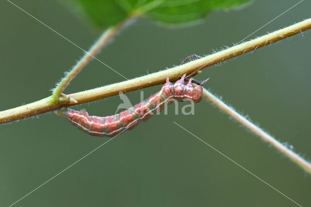 Pine Carpet (Thera firmata)