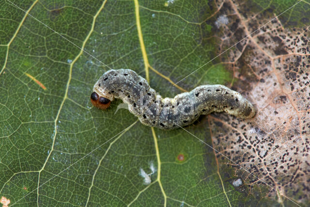 berken-orvlinder (Tetheella fluctuosa)