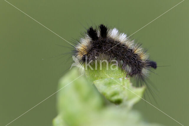 Grauwe borstel (Dicallomera fascelina)