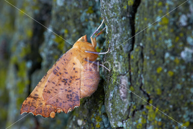 Large Thorn (Ennomos autumnaria)