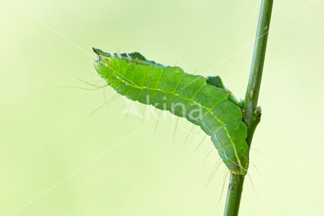 Schedeldrager (Craniophora ligustri)