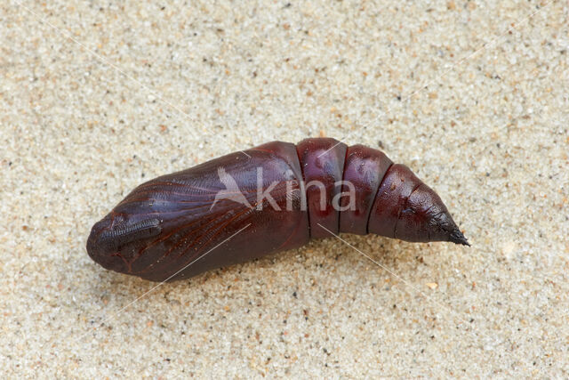 Pine Hawk-moth (Hyloicus pinastri)