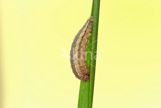 Ringlet (Aphantopus hyperantus)