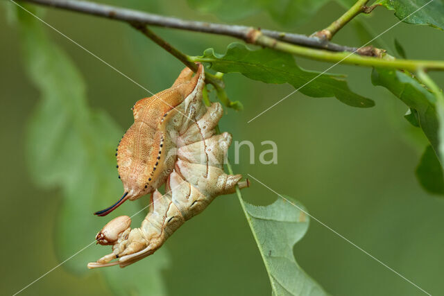 Lobster Moth (Stauropus fagi)