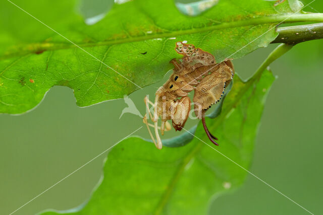 Lobster Moth (Stauropus fagi)