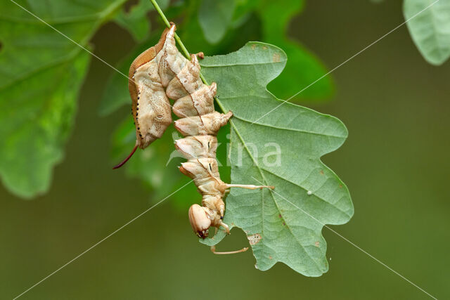 Lobster Moth (Stauropus fagi)