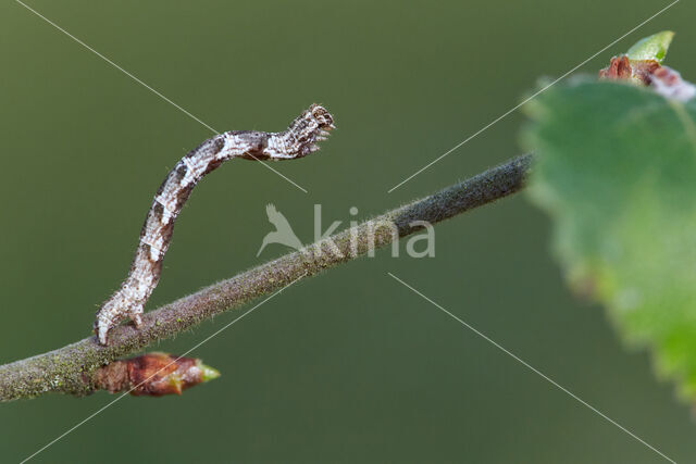 Bruine oogspanner (Cyclophora quercimontaria)