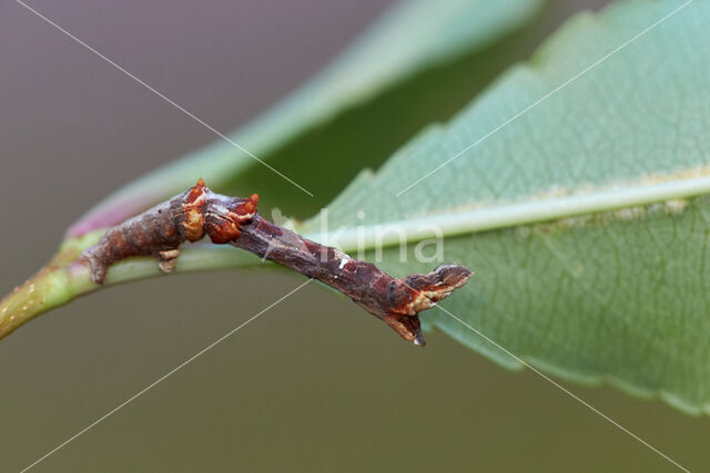 Herculesje (Selenia dentaria)