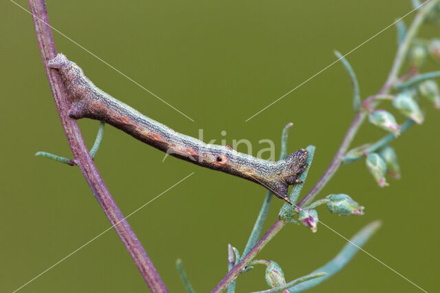 Ascotis selenaria