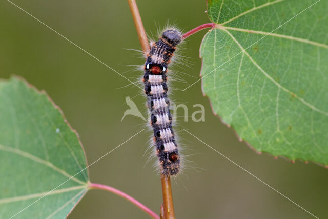 Scarce Chocolate-tip (Clostera anachoreta)