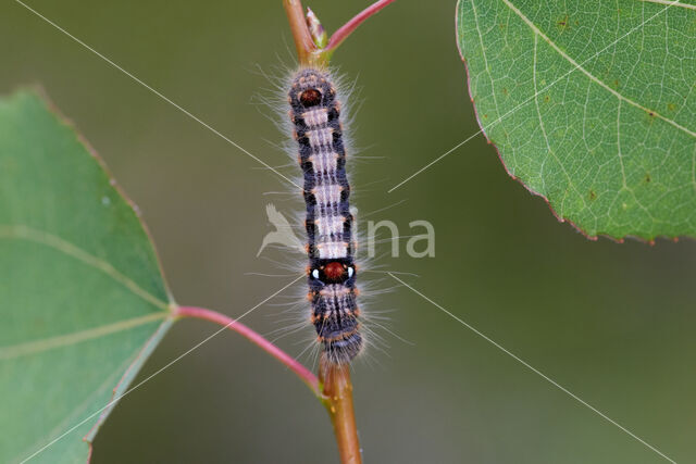 Scarce Chocolate-tip (Clostera anachoreta)