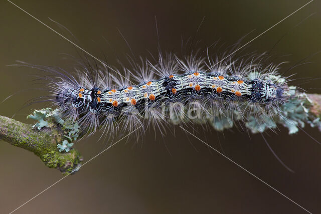 Four-spotted Footman (Lithosia quadra)