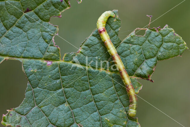 Witvlekspikkelspanner (Parectropis similaria)