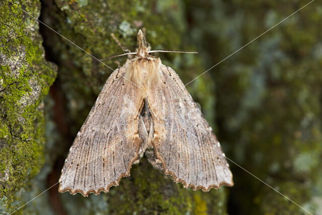 Pale Prominent (Pterostoma palpina)