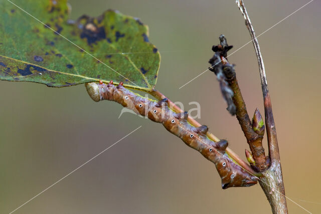 Swallow Prominent (Pheosia tremula)