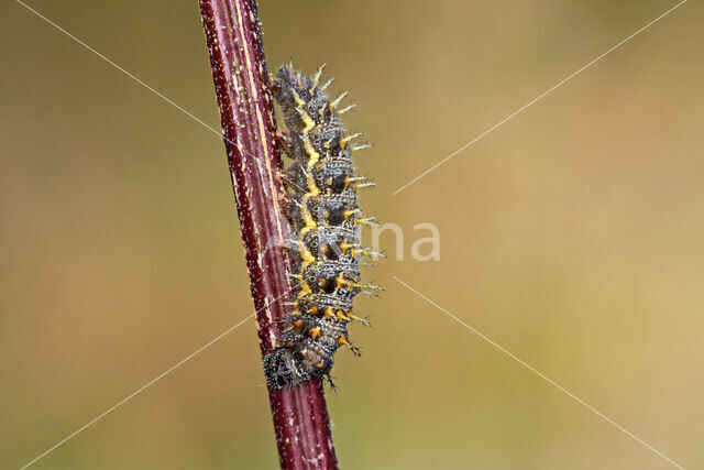 Red Admiral (Vanessa atalanta)