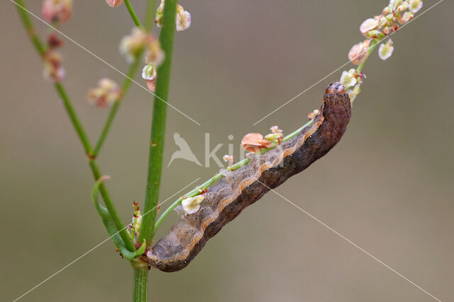 Zwarte c-uil (Xestia c-nigrum)