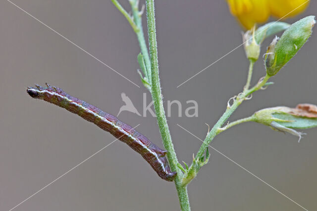 Klaverspanner (Chiasmia clathrata)