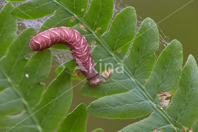 Varenuil (Callopistria juventina)