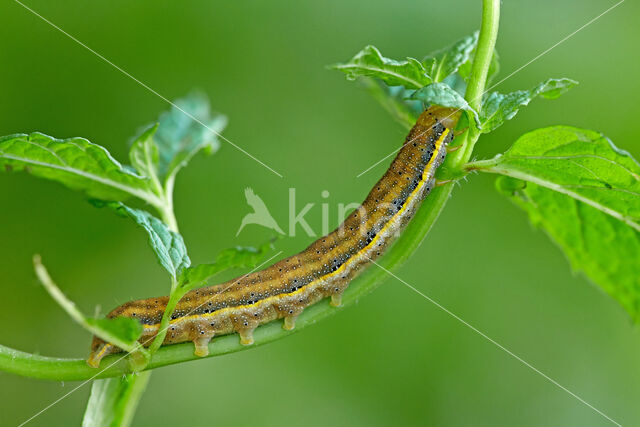 Bright-line Brown-eye (Lacanobia oleracea)