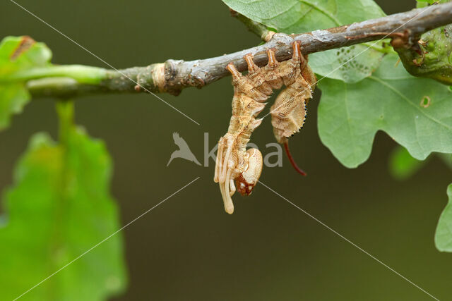 Lobster Moth (Stauropus fagi)