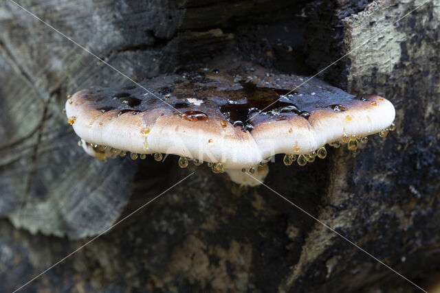 valse teervlekkenzwam (ischnoderma resinosum)