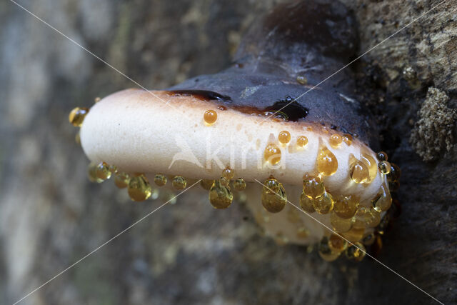 false tar spot fungus (ischnoderma resinosum)