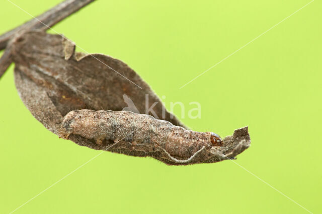 Mottled Rustic (Caradrina morpheus)