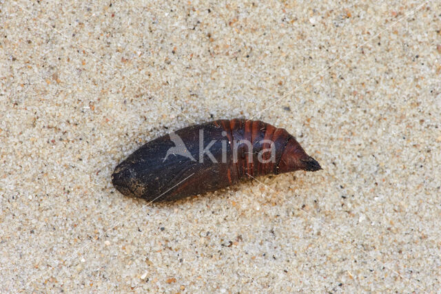 Broad-bordered Bee Hawk-moth (Hemaris fuciformis)