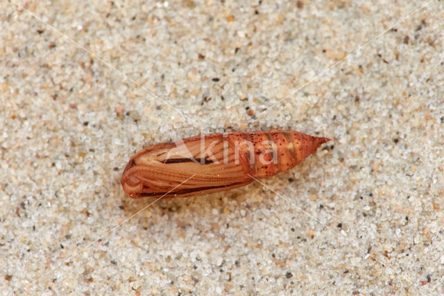 Pine Carpet (Thera firmata)