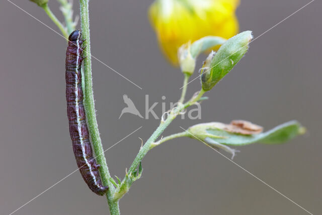 Klaverspanner (Chiasmia clathrata)