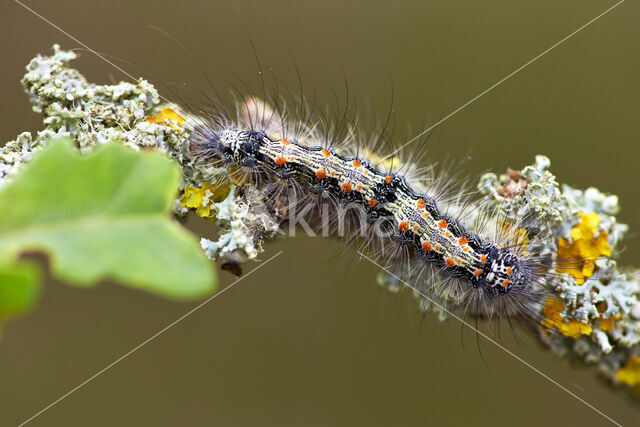 Four-spotted Footman (Lithosia quadra)