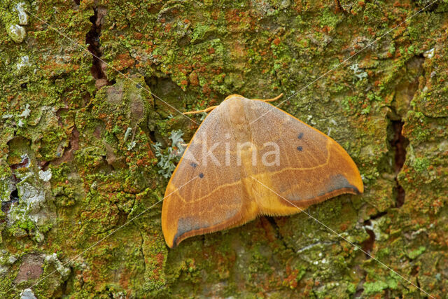 Oak Hook-tip (Watsonalla binaria)