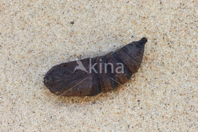 Gevlamde vlinder (Endromis versicolora)