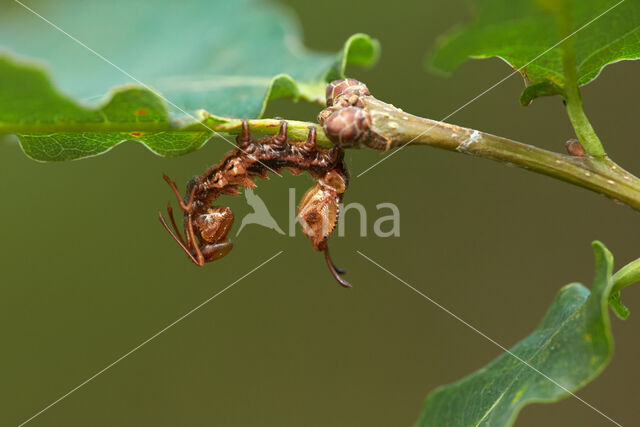 Lobster Moth (Stauropus fagi)