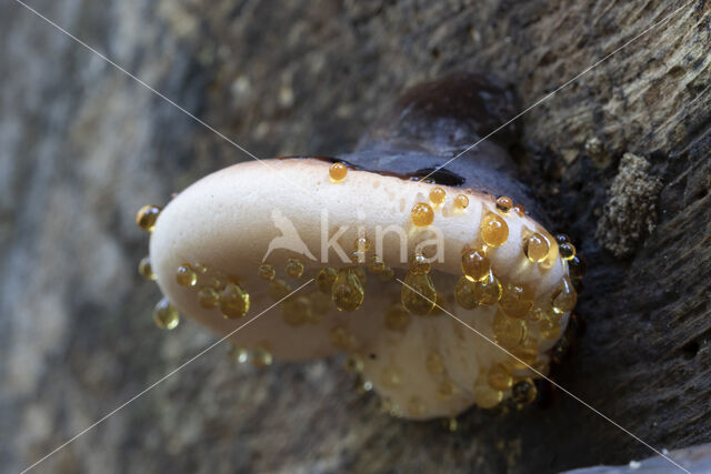 false tar spot fungus (ischnoderma resinosum)