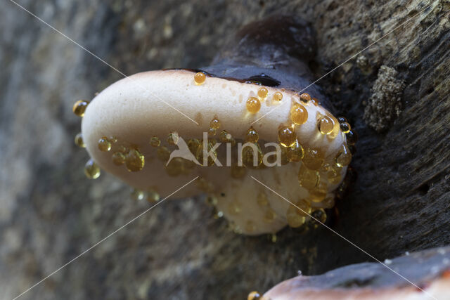 false tar spot fungus (ischnoderma resinosum)