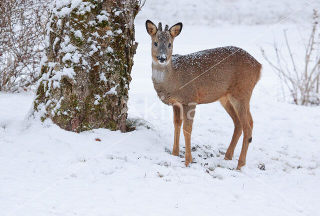 Roe Deer (Capreolus capreolus)