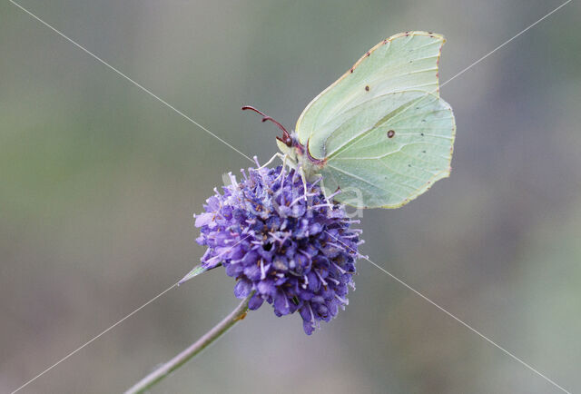 Citroenvlinder (Gonepteryx rhamni)